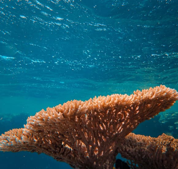 Coral reef underwater