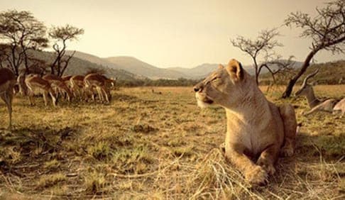Safari Honeymoons