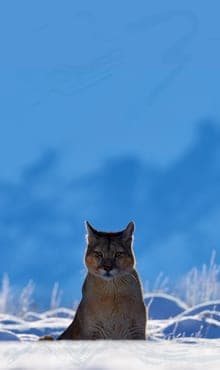 Contentment