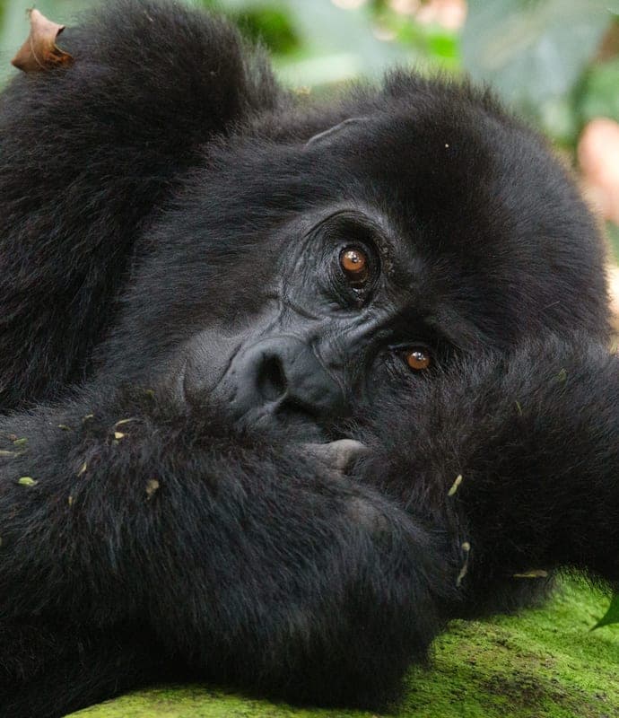 Gorilla in Bwindi, Uganda