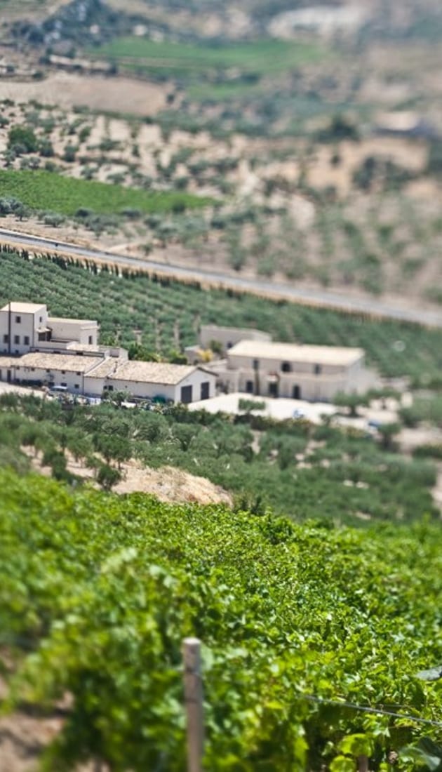 Feast Among the Olive Groves of Puglia