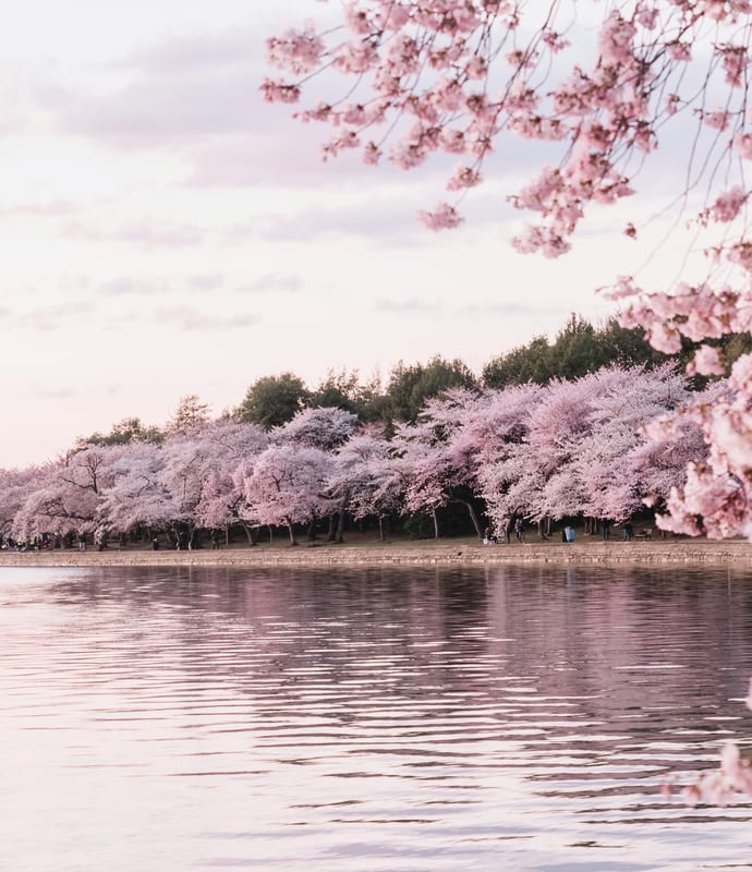Cherry blossom in Washington DC, USA